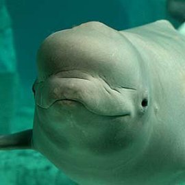 www.oceanografic_beluga Валенсия. Океанариум. Улыбка белухи.