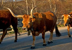 boi_barroso Бык породы "барроза" на прогулке.