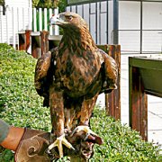 300px_aguila_2 В ожидании "демонстрационного полета"