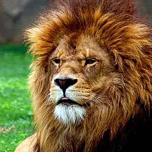 WWW_Bioparc_leon_300 Царь Биопарка