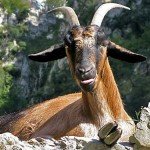 cabra-retrato Это не Бусгосу, а горный козел