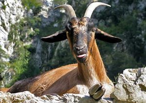Горный козёл