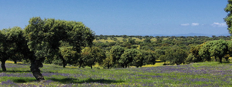 типичный ландшафт Эстремадуры