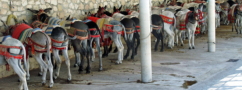 Михас, ослиное такси