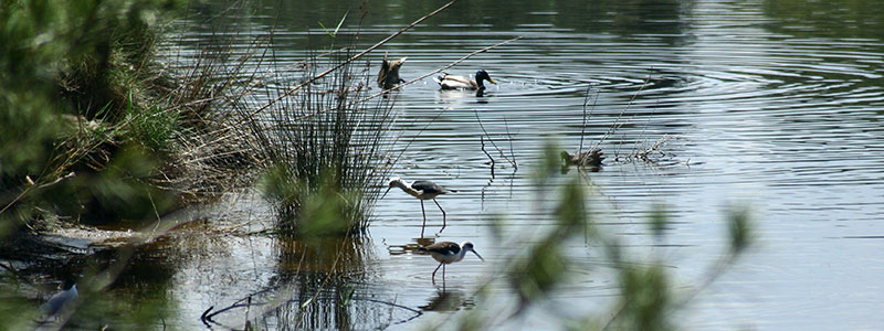 Альбуфера возле города Валенсия
