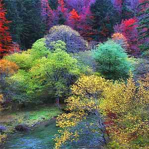 Наварра, Сельва Ирати