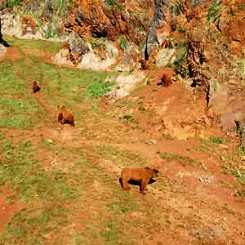 Медведи в Кабарсено