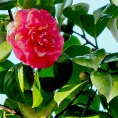 камелия Сантьяго