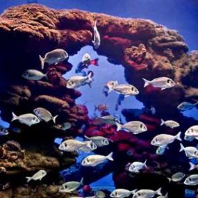 Средиземное море в аквариуме Пальма-де-Мальорка