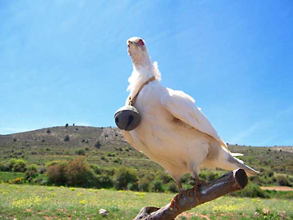 голубь мира по-китайски