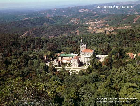 Лес Буссаку в Португалии