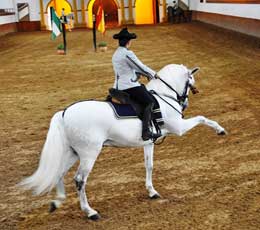 Херес - лошади танцуют