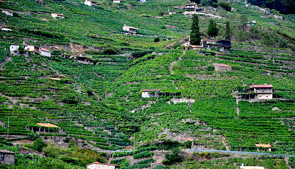 Террасы ДО "Рибейра Сакра", Галисия, Испания