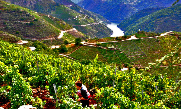 Вендимия в Рибейра Сакра, Галисия, Испания