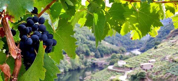 Менсия - главный сорт Рибейра Сакра, Галисия, Испания