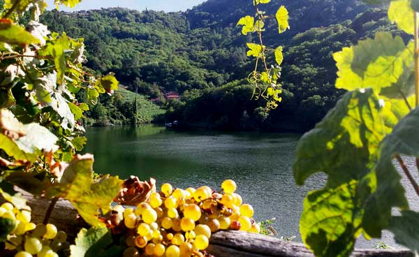 Виноградники Рибейра Сакра